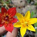 Calochortus fuscus, Miguel A.García-Martínez, iNaturalist, CC BY-NC