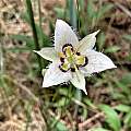 Calochortus lyallii, Peter Zika, iNaturalist, CC BY-NC