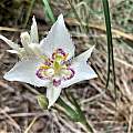 Calochortus lyallii, Peter Zika, iNaturalist, CC BY-NC