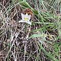 Calochortus lyallii, Peter Zika, iNaturalist, CC BY-NC
