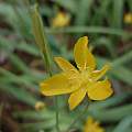 Calochortus mendozae, Miguel A.García-Martínez, iNaturalist, CC BY-NC