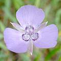 Calochortus nudus, passiflora 4, iNaturalist, CC BY-NC