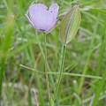 Calochortus nudus, passiflora 4, iNaturalist, CC BY-NC