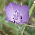 Calochortus nudus, passiflora 4, iNaturalist, CC BY-NC