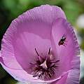 Calochortus splendens, Mary Sue Ittner