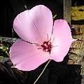 Calochortus splendens, Mary Sue Ittner