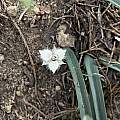 Calochortus westonii, Jacob Smith, iNaturalist, CC BY-NC-ND Calochortus westonii, Jacob Smith, iNaturalist, CC BY-NC-ND