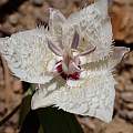 Calochortus westonii, Ryan Donnelly, iNaturalist, CC BY Calochortus westonii, Ryan Donnelly, iNaturalist, CC BY