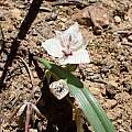 Calochortus westonii, , Ryan Donnelly, iNaturalist, CC BY Calochortus westonii, , Ryan Donnelly, iNaturalist, CC BY