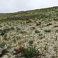 Hillside with Rhodophiala ananuca, between Huasco and Carrizalillo, Eugene Zielinski