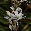 Chlorophytum breviscapum, Saket Shrotri Chlorophytum breviscapum, Saket Shrotri
