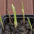 Convallaria majalis shoots, David Pilling