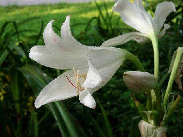 Pacific Bulb Society | Crinum Hybrids White Two