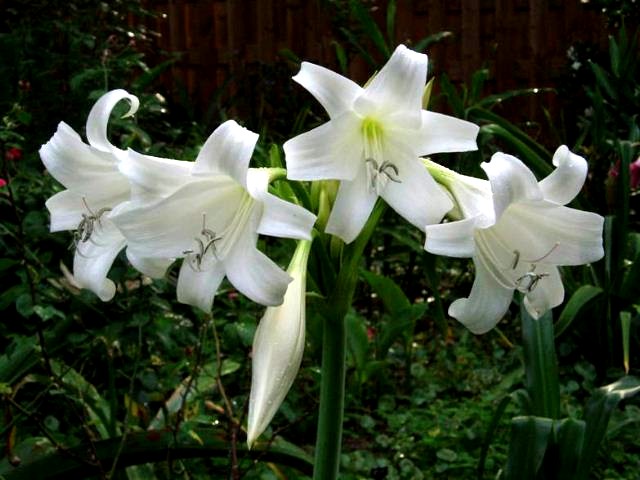 Favorite White Flowered Bulbs | Pacific Bulb Society