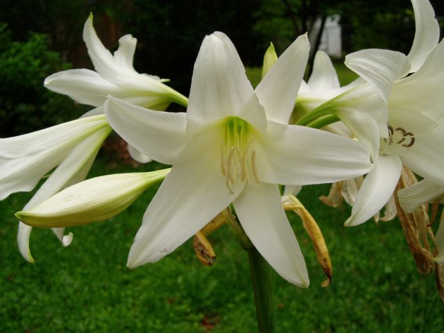 Crinum Hybrids White Two | Pacific Bulb Society