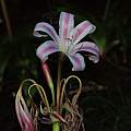 Crinum brachynema, Saket Shrotri Crinum brachynema, Saket Shrotri