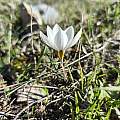 Crocus melantherus, Pantazi Katerina, iNaturalist, CC BY Crocus melantherus, Pantazi Katerina, iNaturalist, CC BY