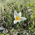 Crocus melantherus, Pantazi Katerina, iNaturalist, CC BY Crocus melantherus, Pantazi Katerina, iNaturalist, CC BY