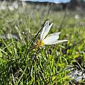 Crocus melantherus, Pantazi Katerina, iNaturalist, CC BY Crocus melantherus, Pantazi Katerina, iNaturalist, CC BY