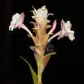 Curcuma caulina, Saket Shrotri Curcuma caulina, Saket Shrotri