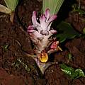 Curcuma pseudomontana, Saket Shrotri Curcuma pseudomontana, Saket Shrotri