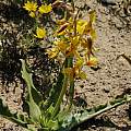 Cyanella lutea ssp. lutea, Calvinia, Mary Sue Ittner Cyanella lutea ssp. lutea, Calvinia, Mary Sue Ittner