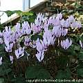 Cyclamen persicum, Judy Glattstein