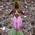Cypripedium acaule, Nicholas Plummer