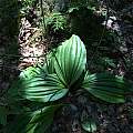 Cypripedium acaule leaves, Nicholas Plummer