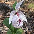 Cypripedium formosanum, Nicholas Plummer Cypripedium formosanum, Nicholas Plummer