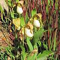 Cypripedium kentuckiense, Robin Hansen