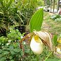 Cypripedium kentuckiense, Robin Hansen