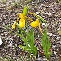Cypripedium parviflorum, Carl Frederick