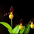 Cypripedium parviflorum var. makasin, Nicholas Plummer