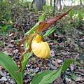 Cypripedium parviflorum var. pubescens, Nicholas Plummer