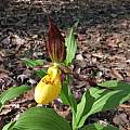 Cypripedium parviflorum var. pubescens, Nicholas Plummer
