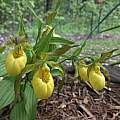 Cypripedium parviflorum var. pubescens, Nicholas Plummer