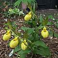 Cypripedium parviflorum var. pubescens, Nicholas Plummer