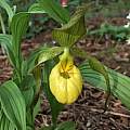 Cypripedium parviflorum var. pubescens, Nicholas Plummer
