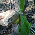 Cypripedium parviflorum var. pubescens, Nicholas Plummer