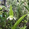 Cypripedium passerinum, Carl Frederick