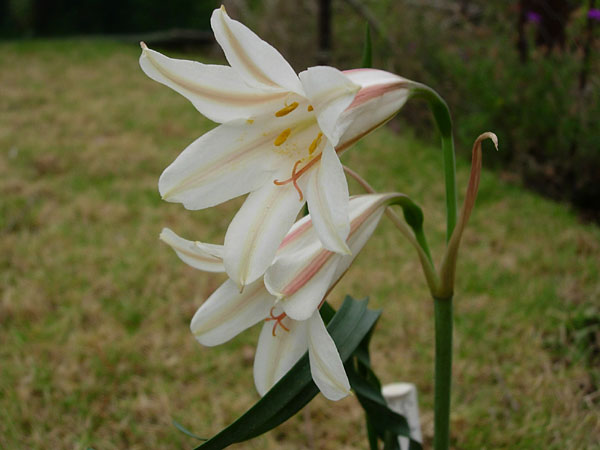 Cyrtanthus Species Four | Pacific Bulb Society