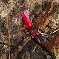 Cyrtanthus galpinii, i.c. Riddell, iNaturalist, CC BY-NC