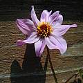 Dahlia merckii, Mary Sue Ittner Dahlia merckii, Mary Sue Ittner
