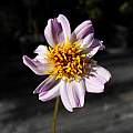 Dahlia merckii, Mary Sue Ittner Dahlia merckii, Mary Sue Ittner