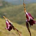 Dierama atrum, Cameron McMaster