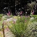 Dierama sp. flowering clump, Bob Rutemoeller