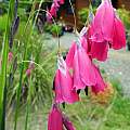 Dierama sp. flowers, Mary Sue Ittner