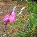 Dierama sp. flowers, Mary Sue Ittner