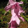 Dierama sp. flowers, Mary Sue Ittner